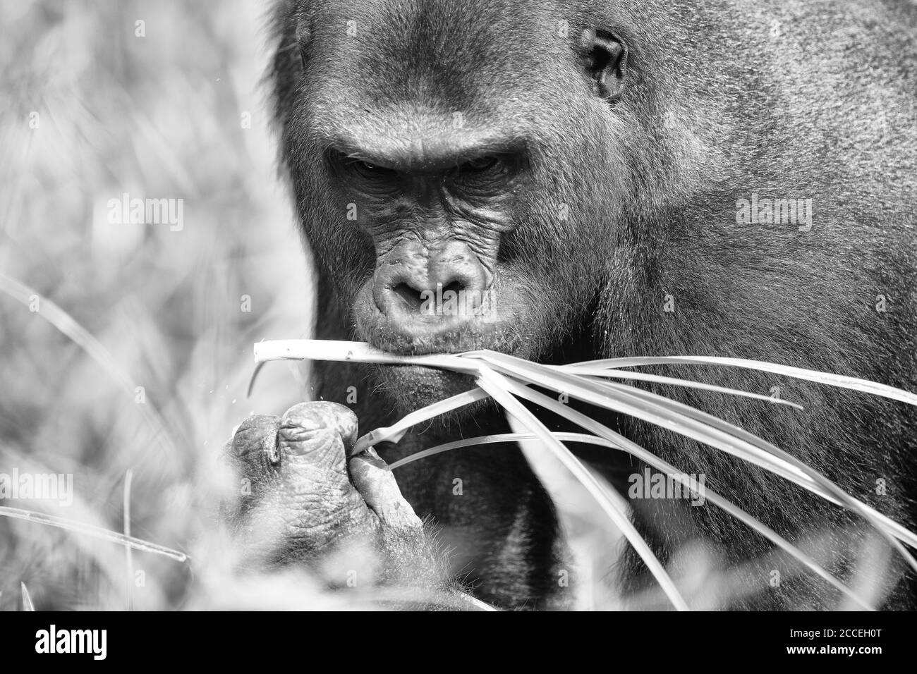 Gorilla des basses terres de l'Ouest (Gorilla gorilla gorilla). Homme dominant à dos argenté. Bai Hokou. Dzanga Sangha réserve forestière dense spéciale, République centrafricaine Banque D'Images