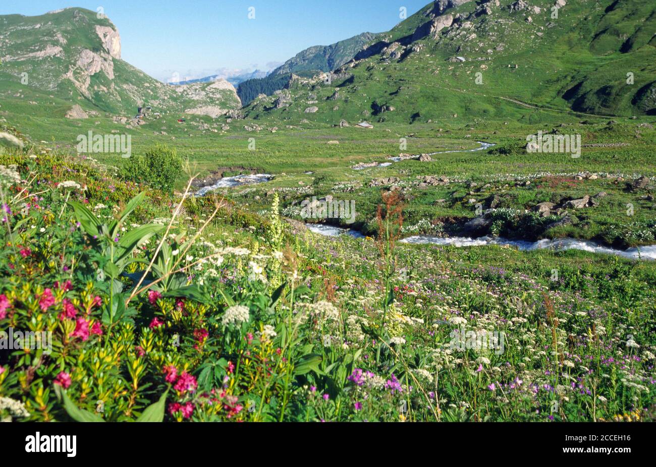 Fleurs de montagne de printemps Beaufortain Savoie Banque D'Images