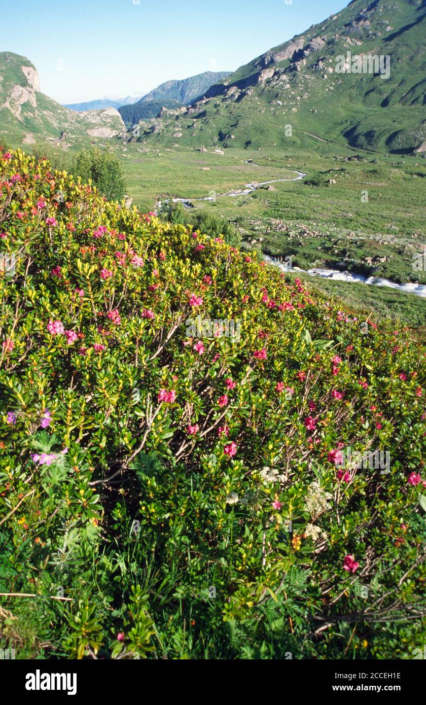 Fleurs de montagne de printemps Beaufortain Savoie Banque D'Images