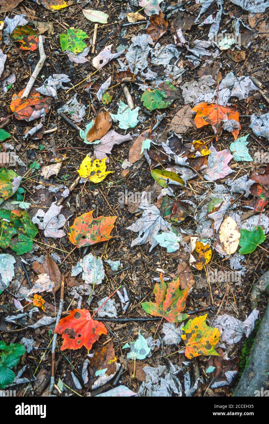 Les feuilles donnent le signe précoce de l'hiver. Cranesville Swamp Preserve, a nature Conservancy Preserve, Maryland et Virginie-Occidentale, Etats-Unis. Banque D'Images