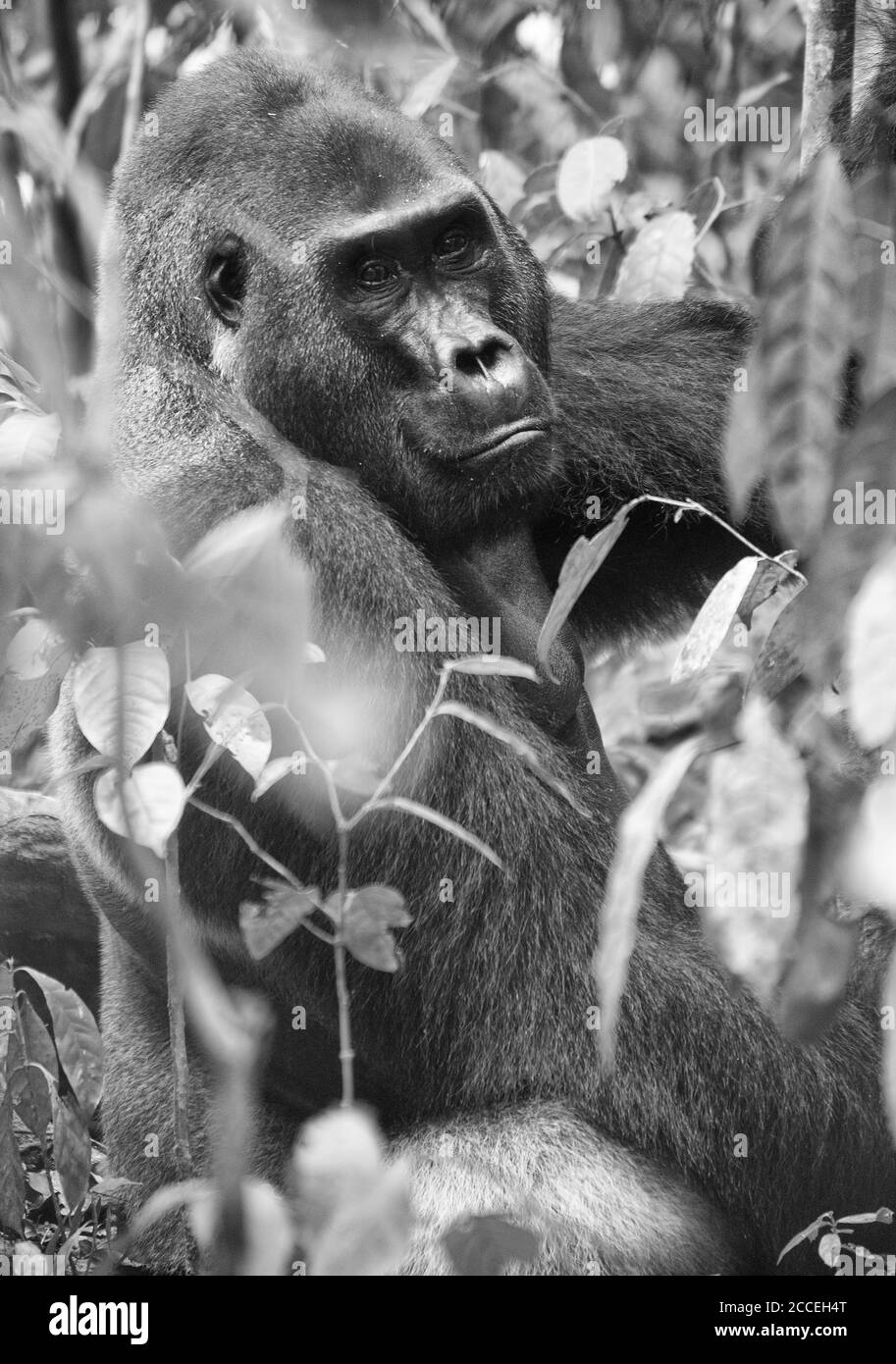 Gorilla des basses terres de l'Ouest (Gorilla gorilla gorilla). Homme dominant à dos argenté. Bai Hokou. Dzanga Sangha réserve forestière dense spéciale, République centrafricaine Banque D'Images