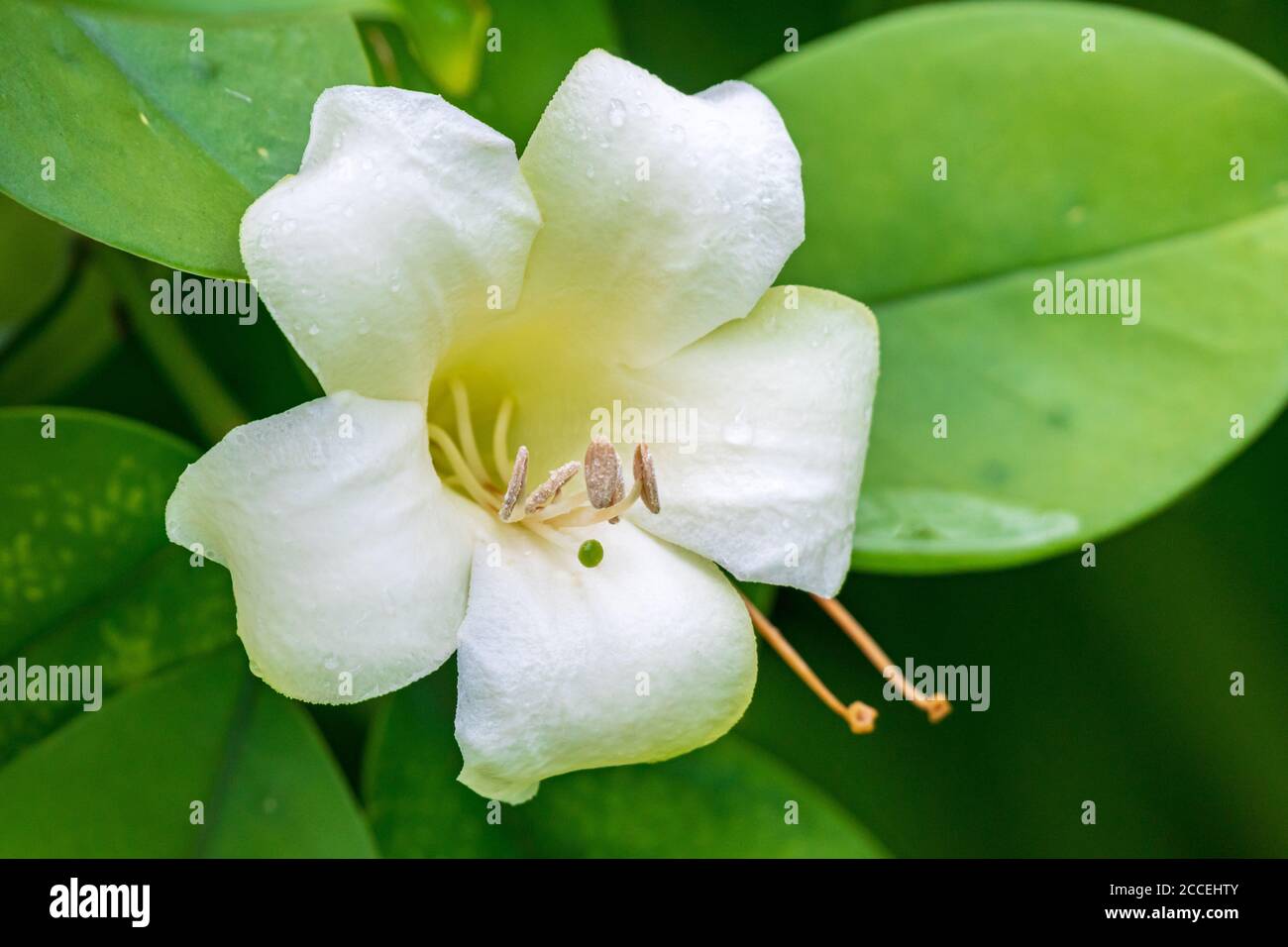 Parfum fleur closeup (Fagraea celatanica) - Floride, Etats-Unis Banque D'Images