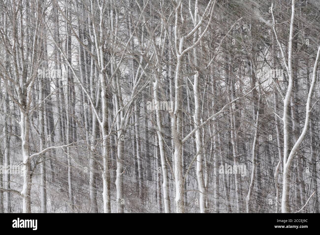 Snowstorm, Minnesota, États-Unis, par Dominique Braud/Dembinsky photo Assoc Banque D'Images