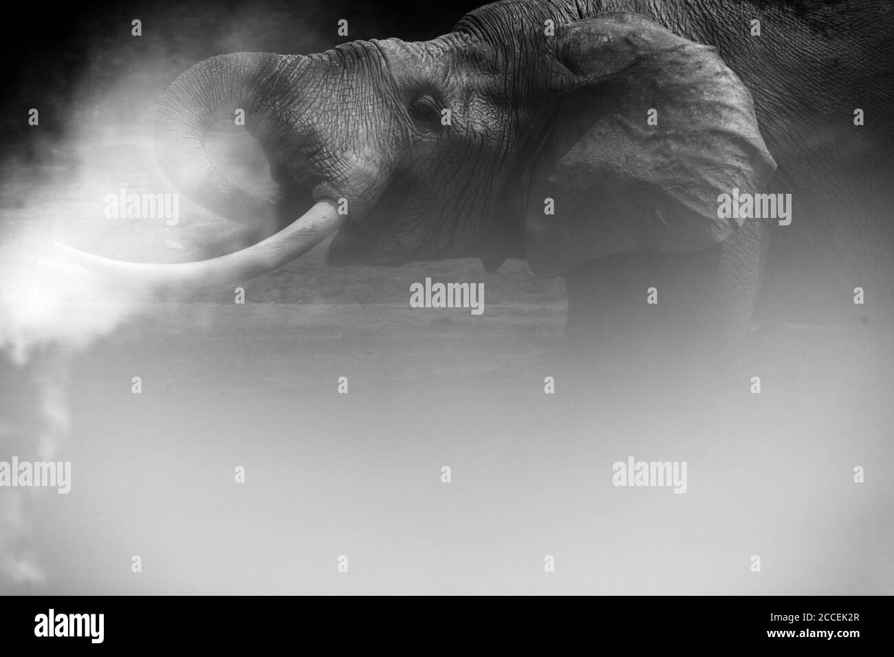 Éléphants de forêt africains (Loxodonta africana cyclotis) à Dzanga Bai. Les éléphants visitent les éclaireuses forestières (BAI) pour obtenir du sel dissous dans t Banque D'Images