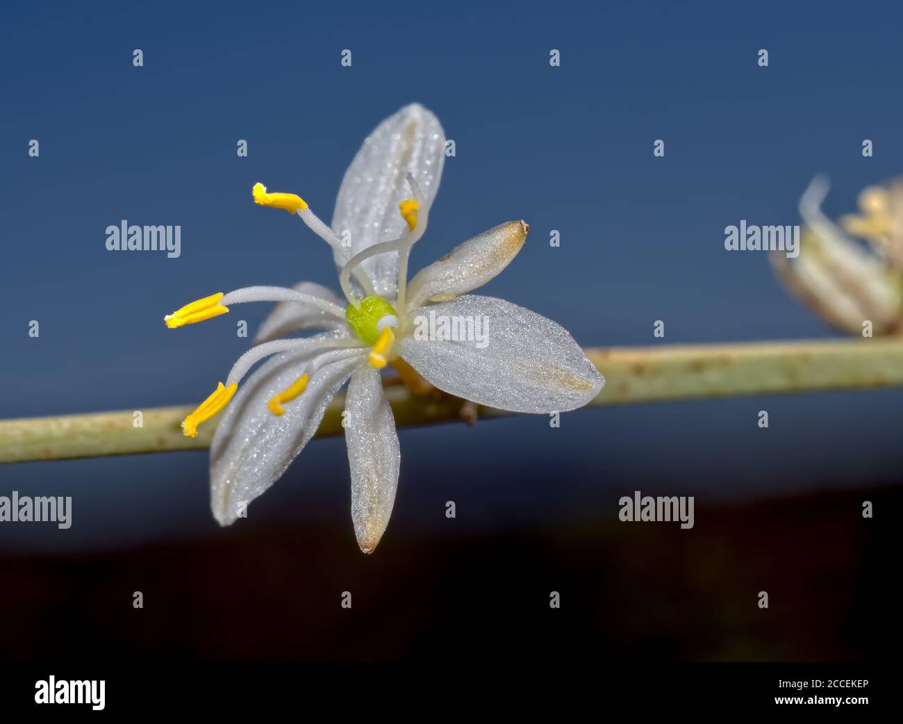 Fleur de l'araignée, Chlorophytum comosum. Une maison commune qui est facile à cultiver et à reproduire. Banque D'Images
