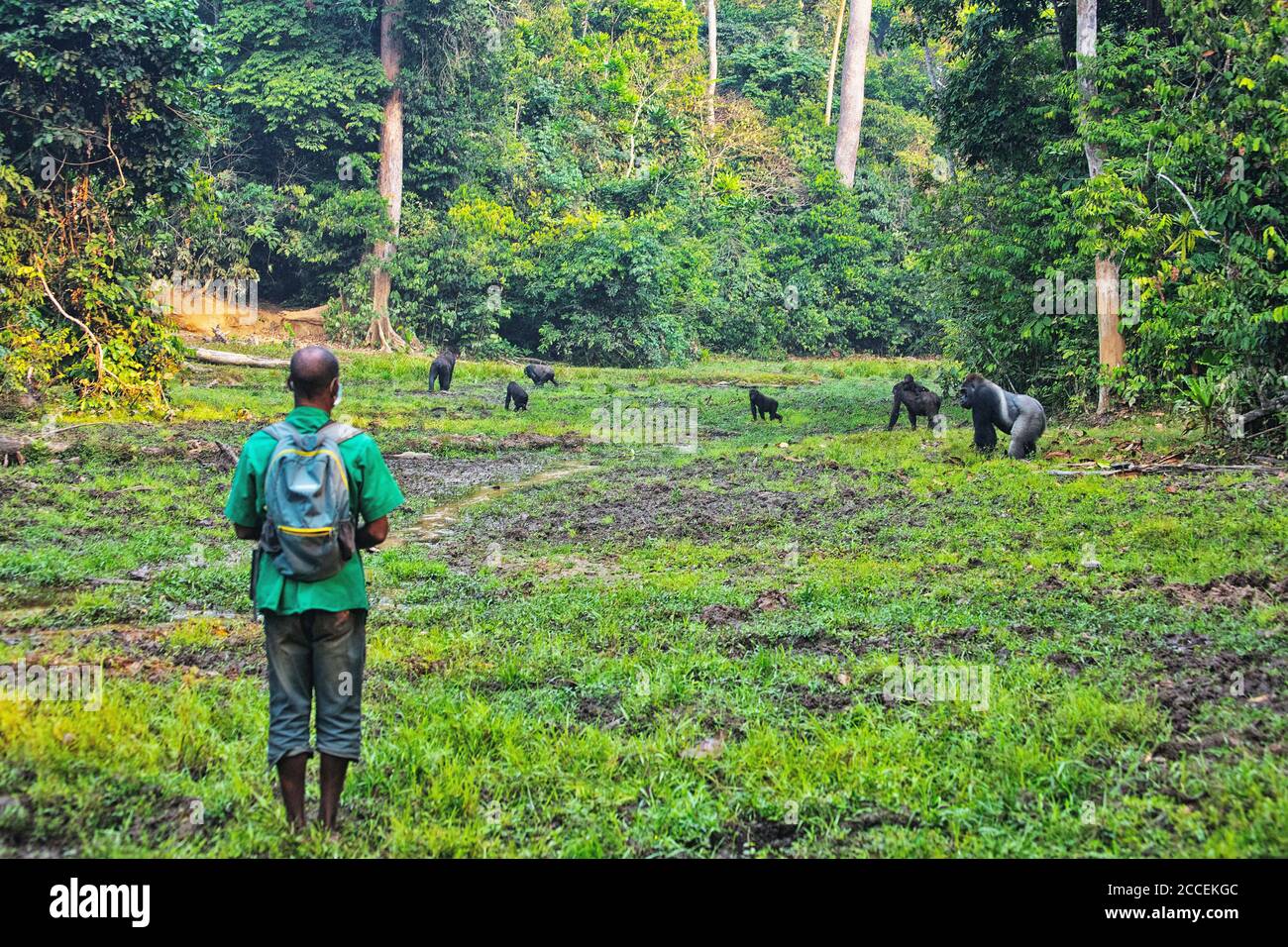 Gardes dédiés à la protection et à la surveillance des gorilles de Dzanga Sangha. République centrafricaine. WWF Banque D'Images