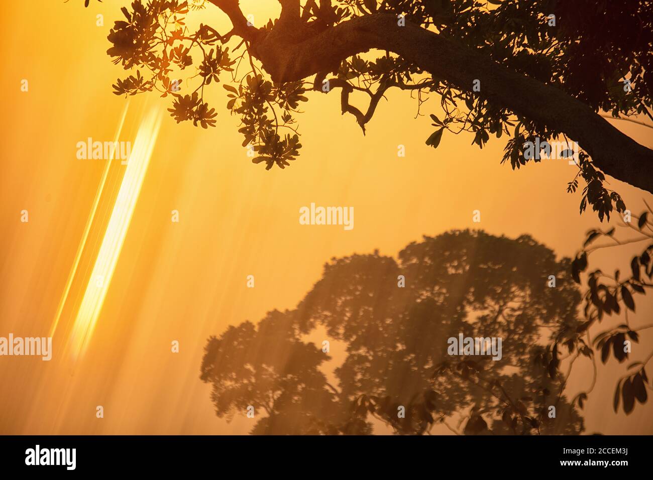 Rayons du soleil passant par les sommets des arbres au lever du soleil. Dzanga Bai. Arbres et végétation dans la jungle et forêt dense de Dzanga Sangha. Ce Banque D'Images Rayons du soleil passant par les sommets des arbres au lever du soleil. Dzanga Bai. Arbres et végétation dans la jungle et forêt dense de Dzanga Sangha. Ce Banque D'Images