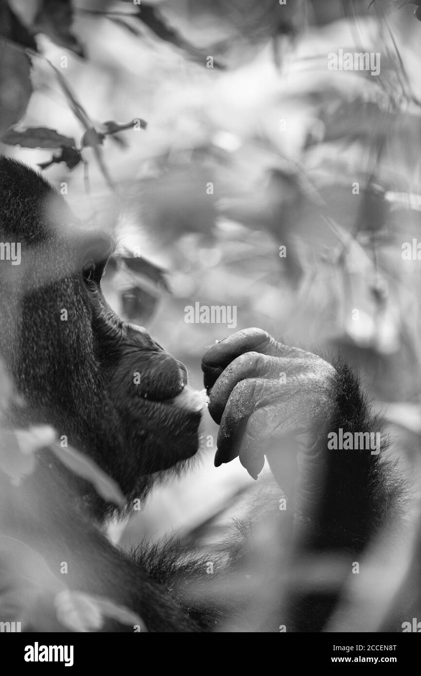 Gorilla des basses terres de l'Ouest (Gorilla gorilla gorilla). Homme dominant à dos argenté. Bai Hokou. Dzanga Sangha réserve forestière dense spéciale, République centrafricaine Banque D'Images