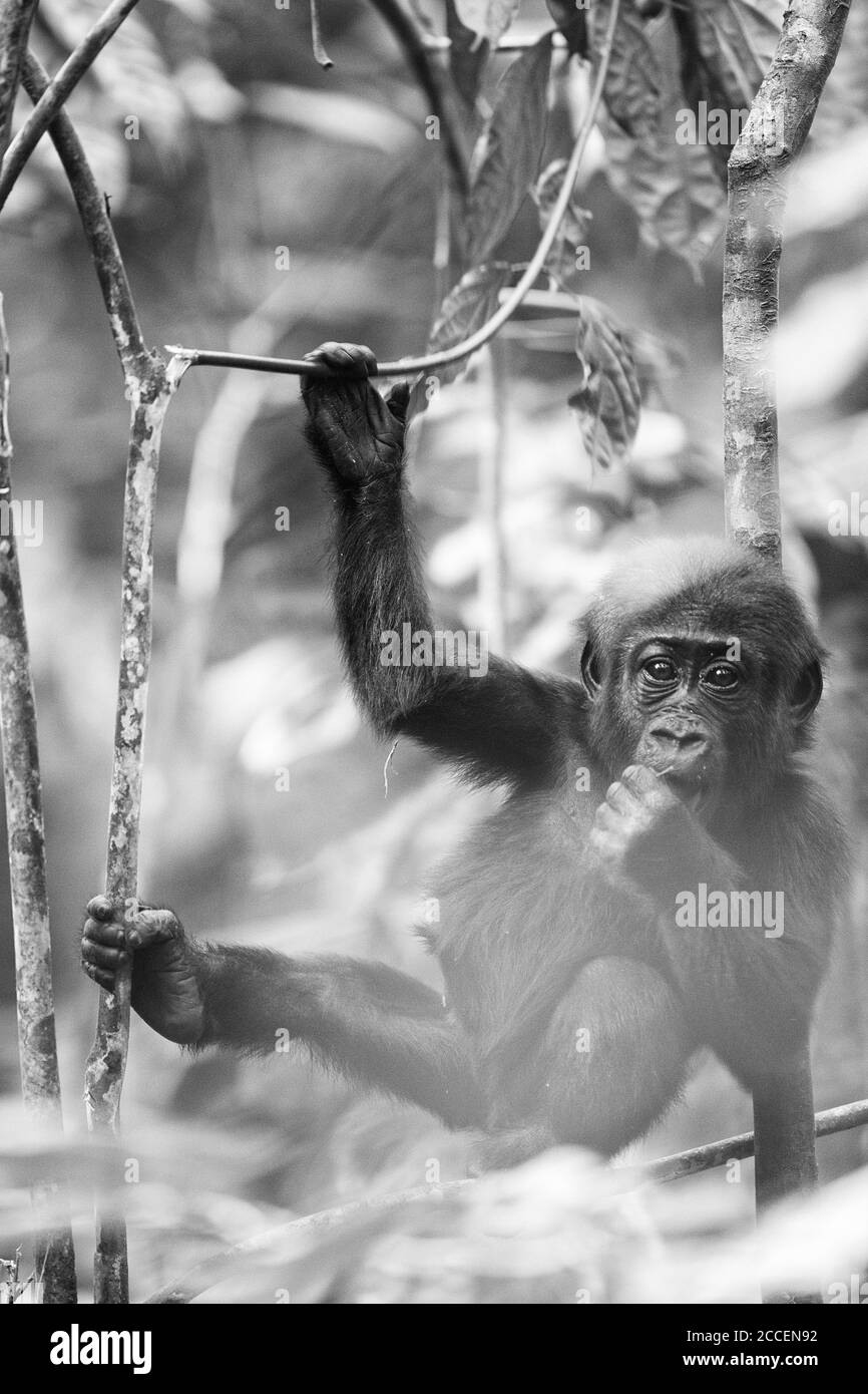 Gorilla des basses terres de l'Ouest (Gorilla gorilla gorilla). Homme dominant à dos argenté. Bai Hokou. Dzanga Sangha réserve forestière dense spéciale, République centrafricaine Banque D'Images