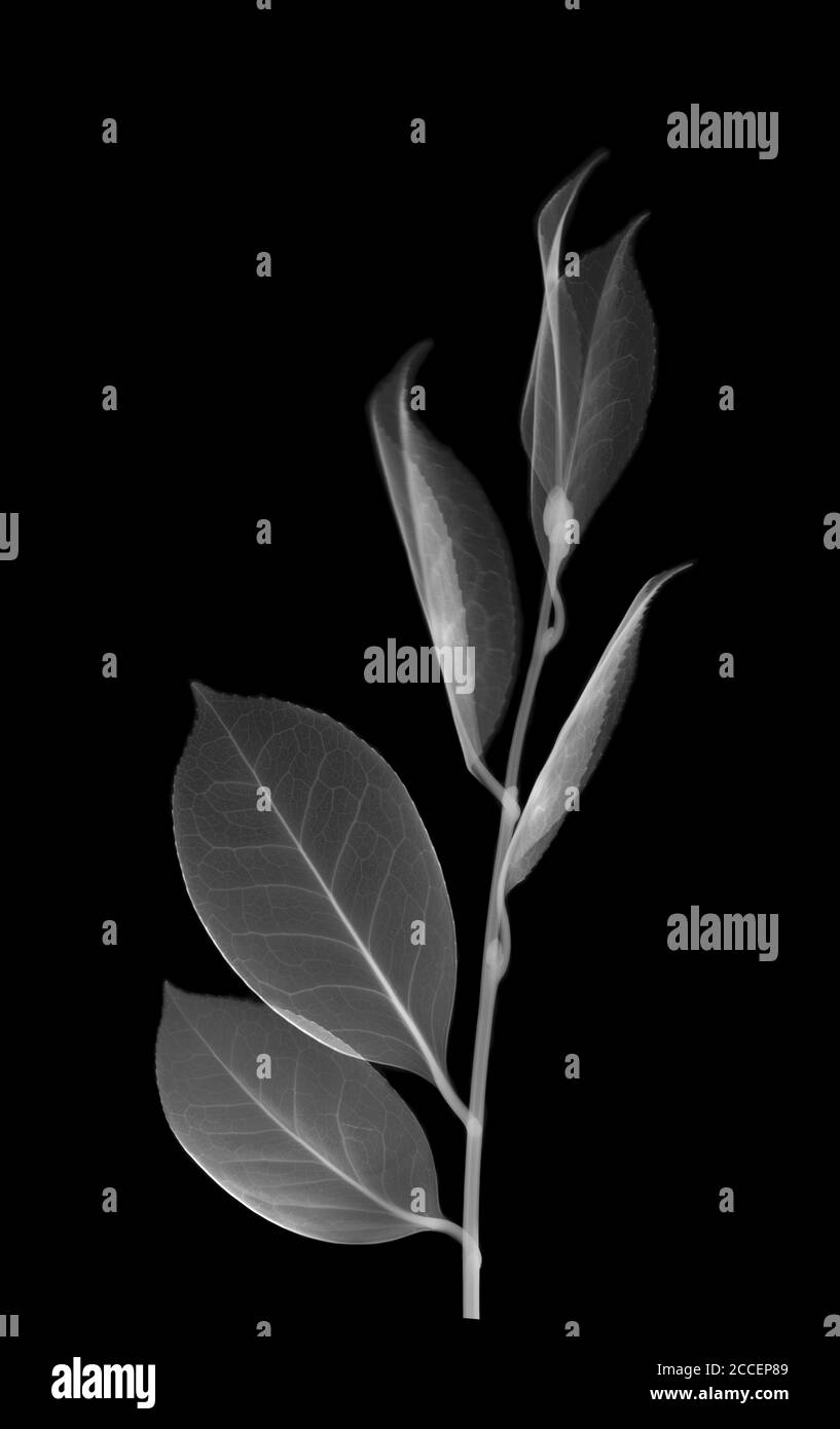 Thé chinois (Camellia sinensis), rayons X. Banque D'Images