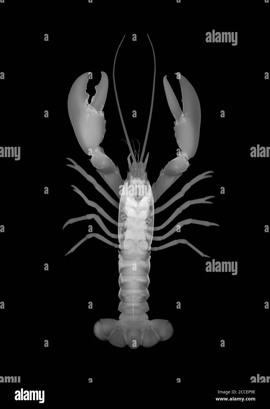 Homard, rayons X. Banque D'Images Homard, rayons X. Banque D'Images