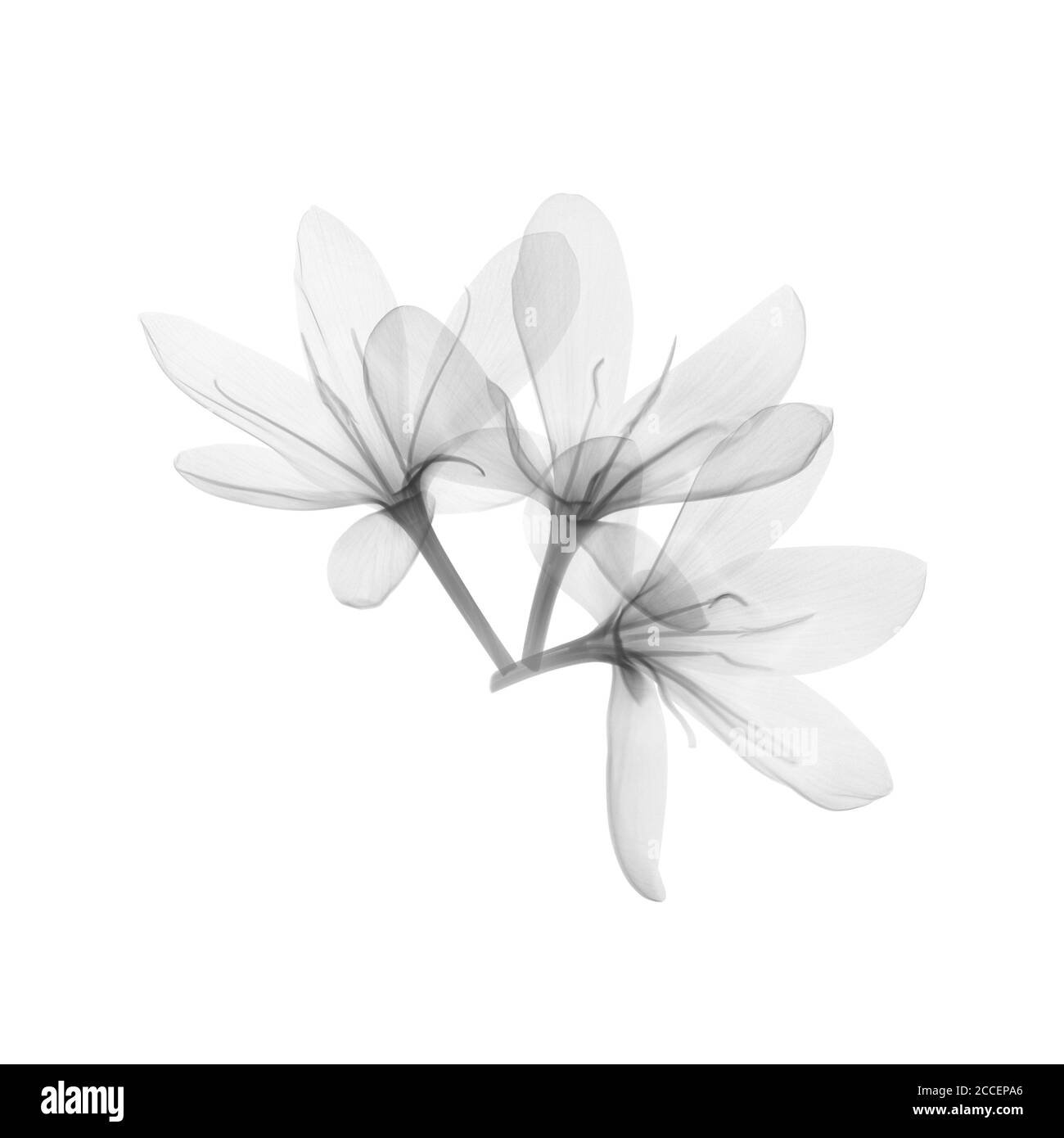 Meyer citron (Citrus x meyeri) fleurs, rayons X. Banque D'Images