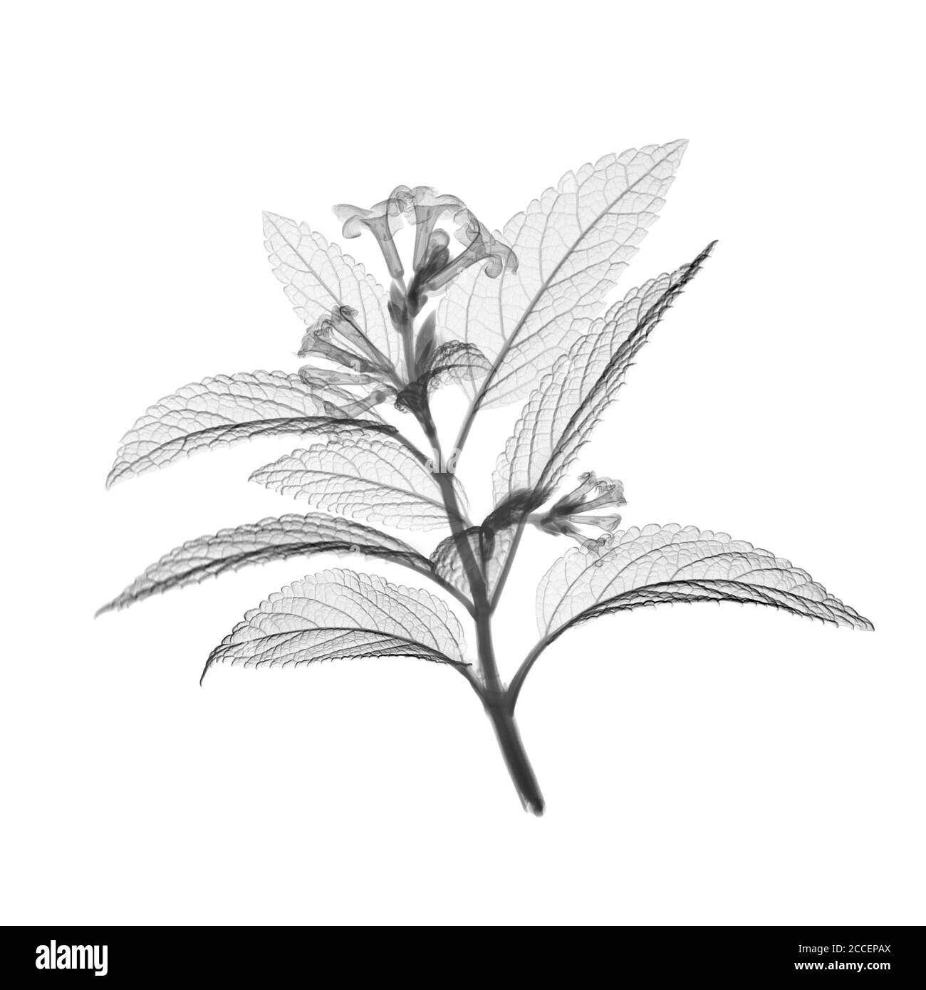 Plante et fleur de poivre de montagne (Litsea sp.), rayons X. Banque D'Images