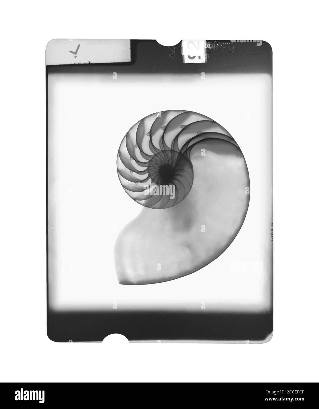 Coque Nautilus, rayons X. Banque D'Images
