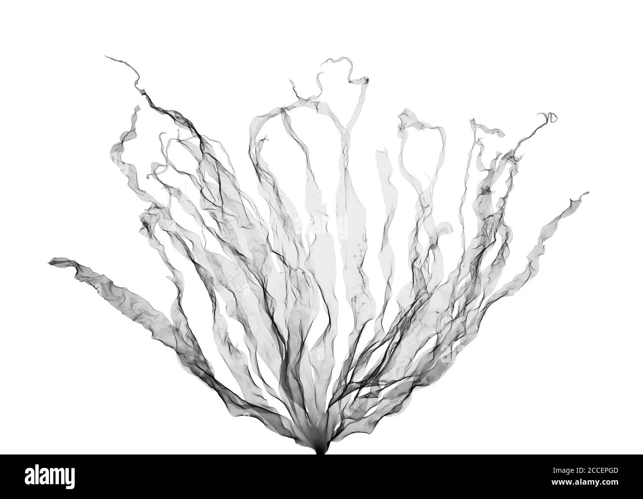 Algues (Laminaria hyperborea), rayons X. Banque D'Images