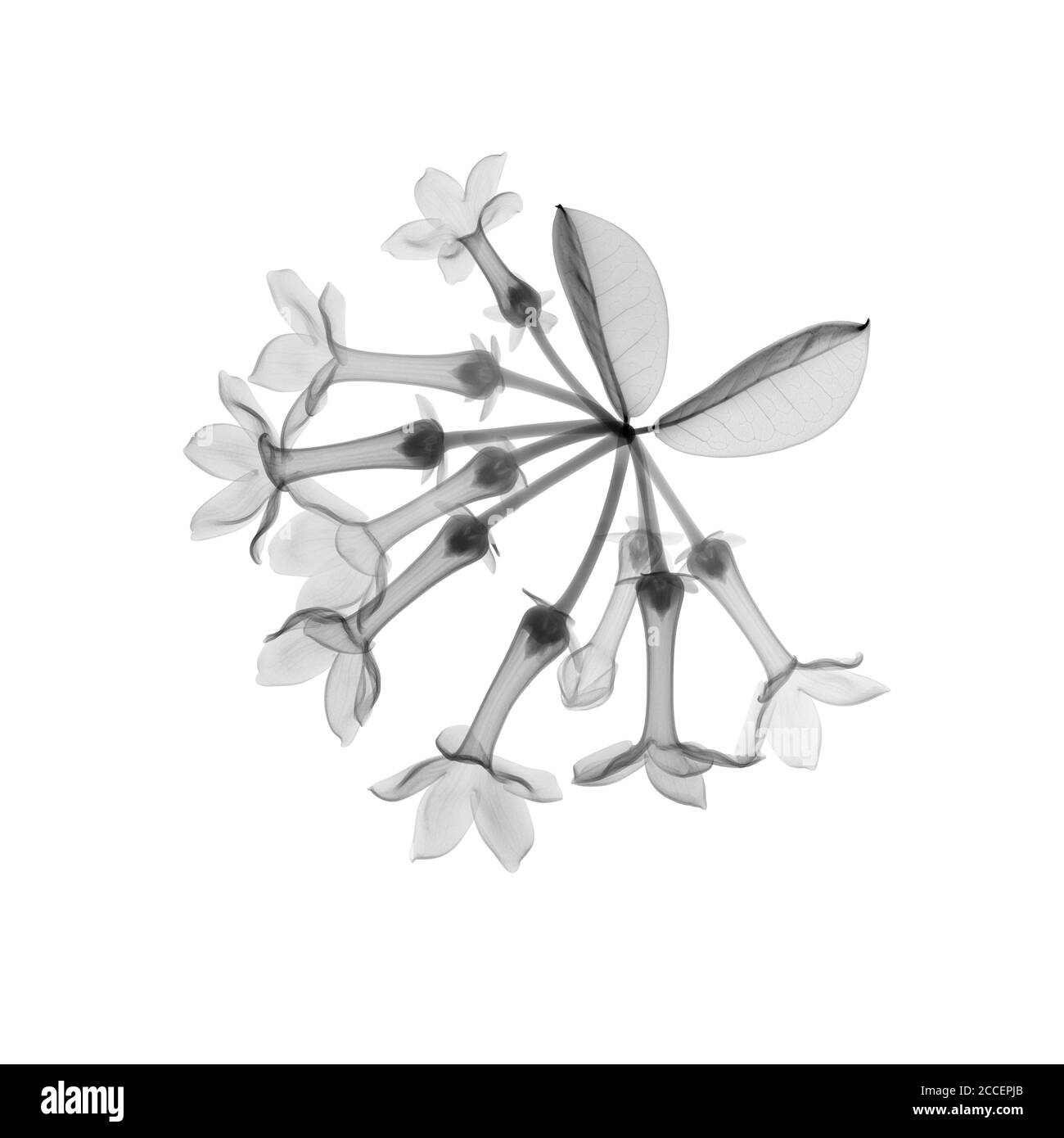 Olive de thé (Osmanthus sp.), rayons X. Banque D'Images