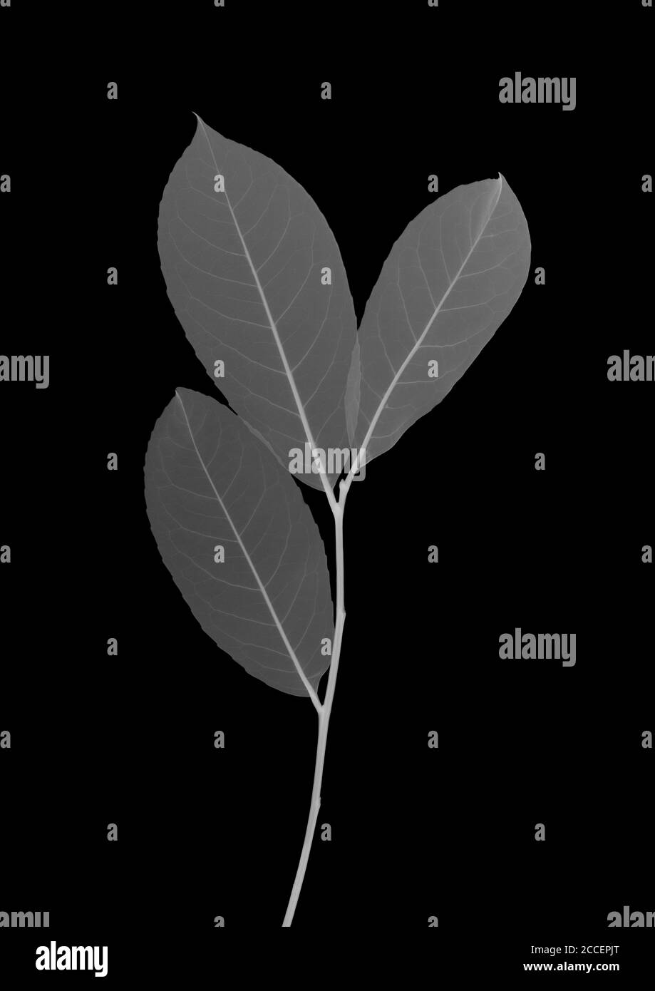 Feuilles de Laurel, rayons X. Banque D'Images Feuilles de Laurel, rayons X. Banque D'Images