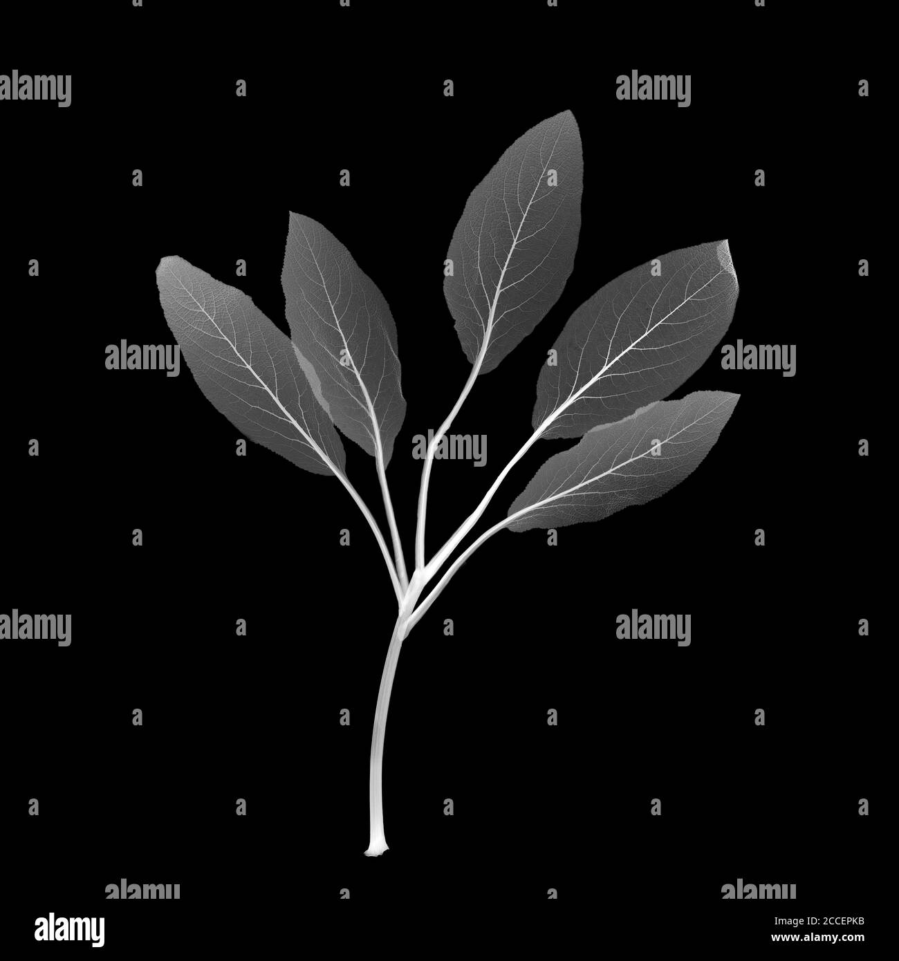 Feuilles d'ortie de haie (Stachys sp.), rayons X. Banque D'Images