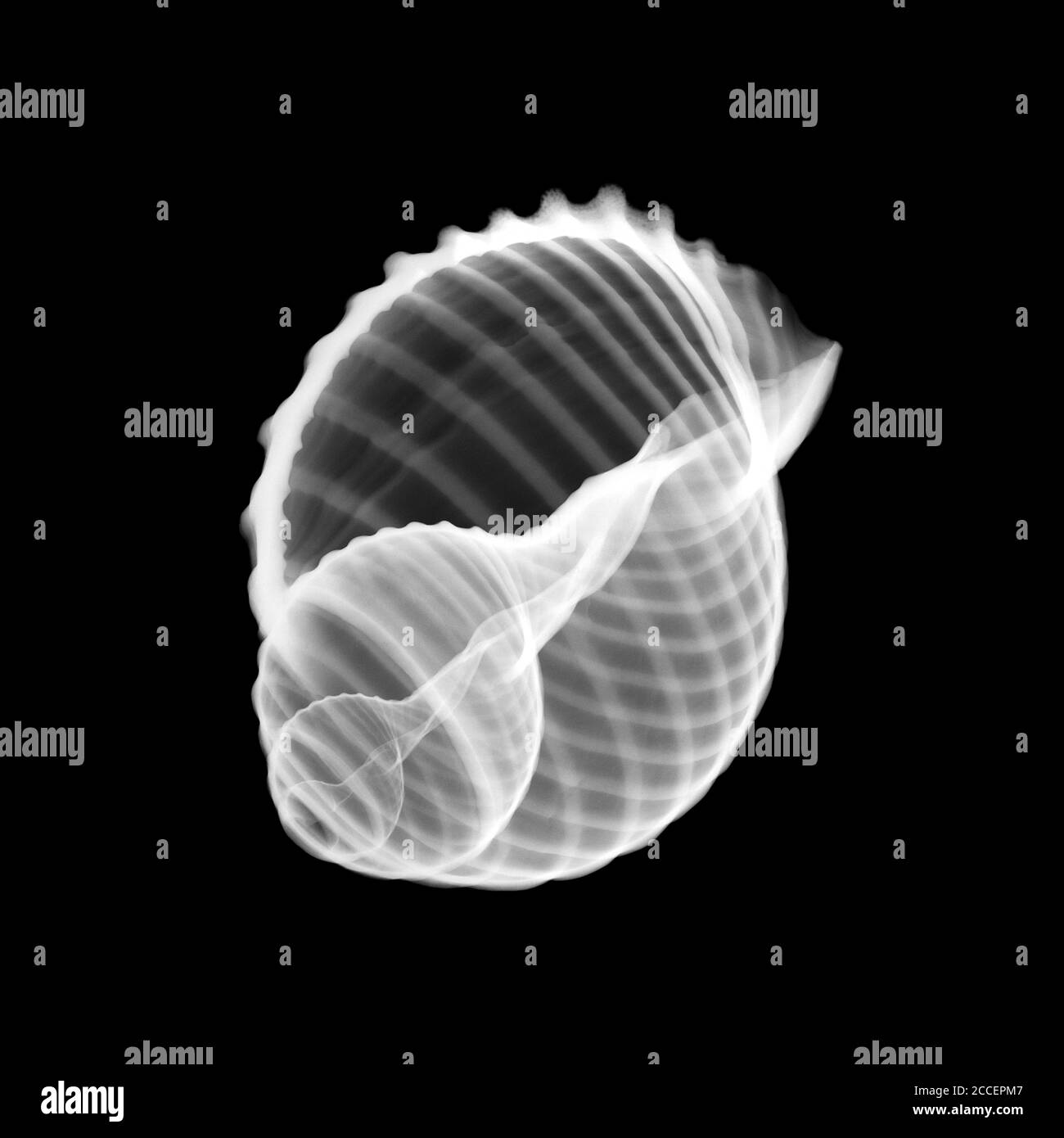 Conch seashell, rayons X. Banque D'Images