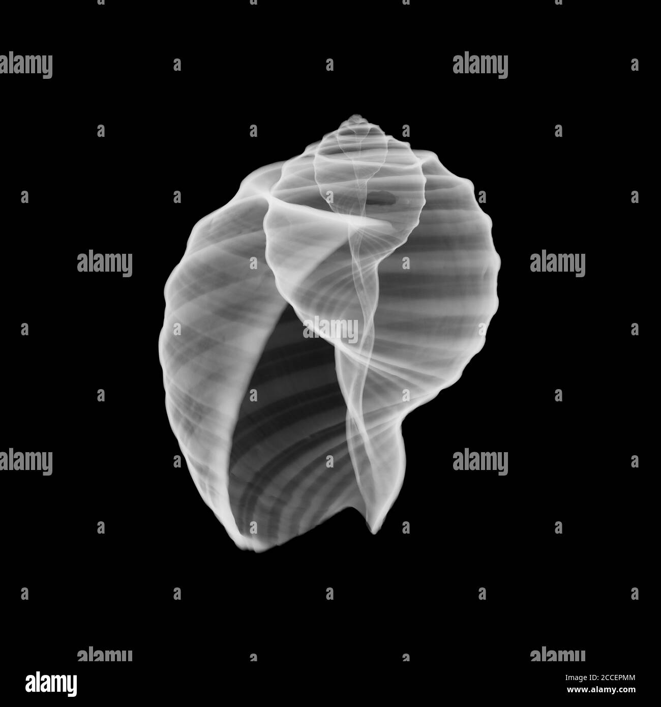 Conch seashell, rayons X. Banque D'Images
