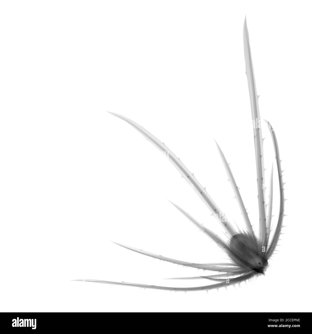 Cuillère à café (Dipsacus sp.), rayons X. Banque D'Images