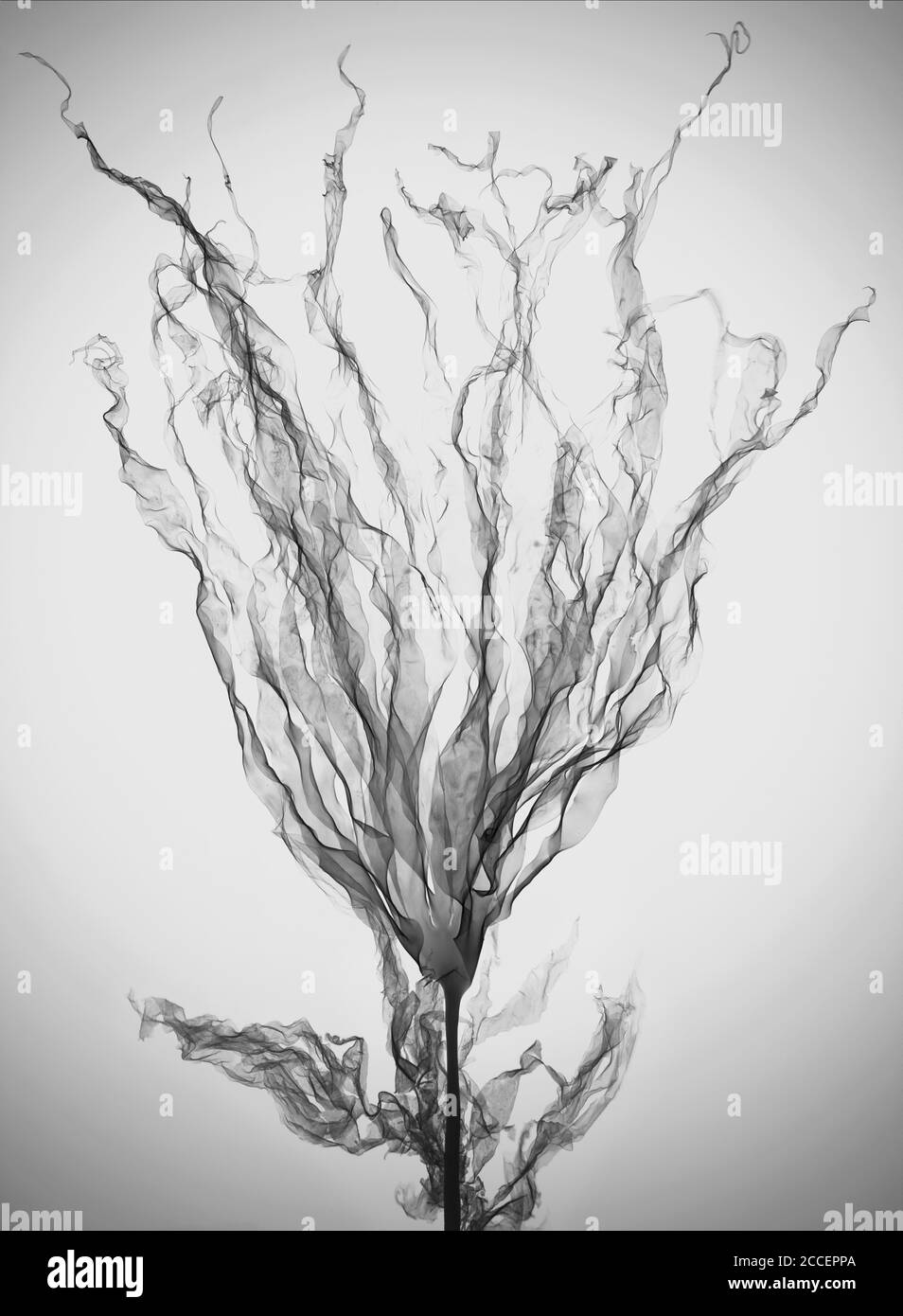 Algues (Alaria esculenta), rayons X. Banque D'Images