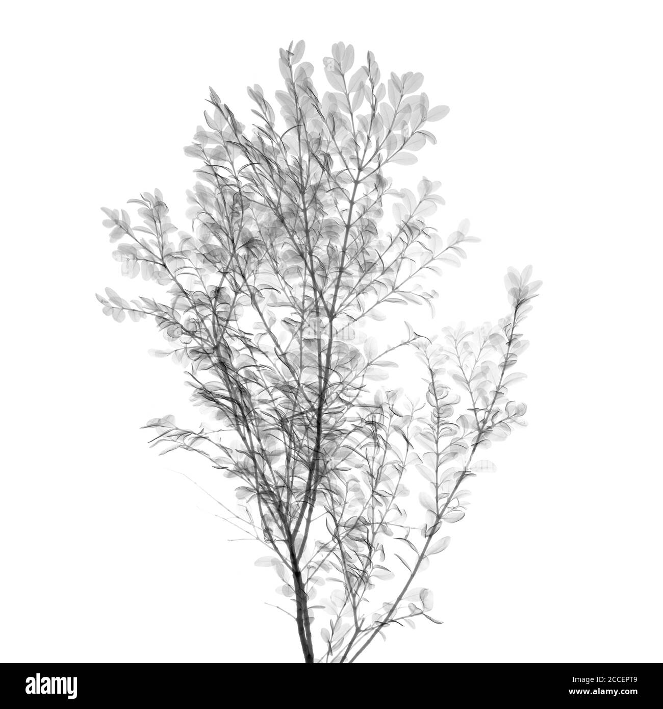 Arbuste de Viburnum, rayons X. Banque D'Images