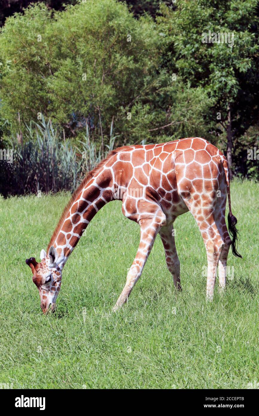Girafes réticulés, Giraffa camelopardalis reticulata, au zoo du comté de Cape May, palais de justice de Cape May, New Jersey, États-Unis Banque D'Images