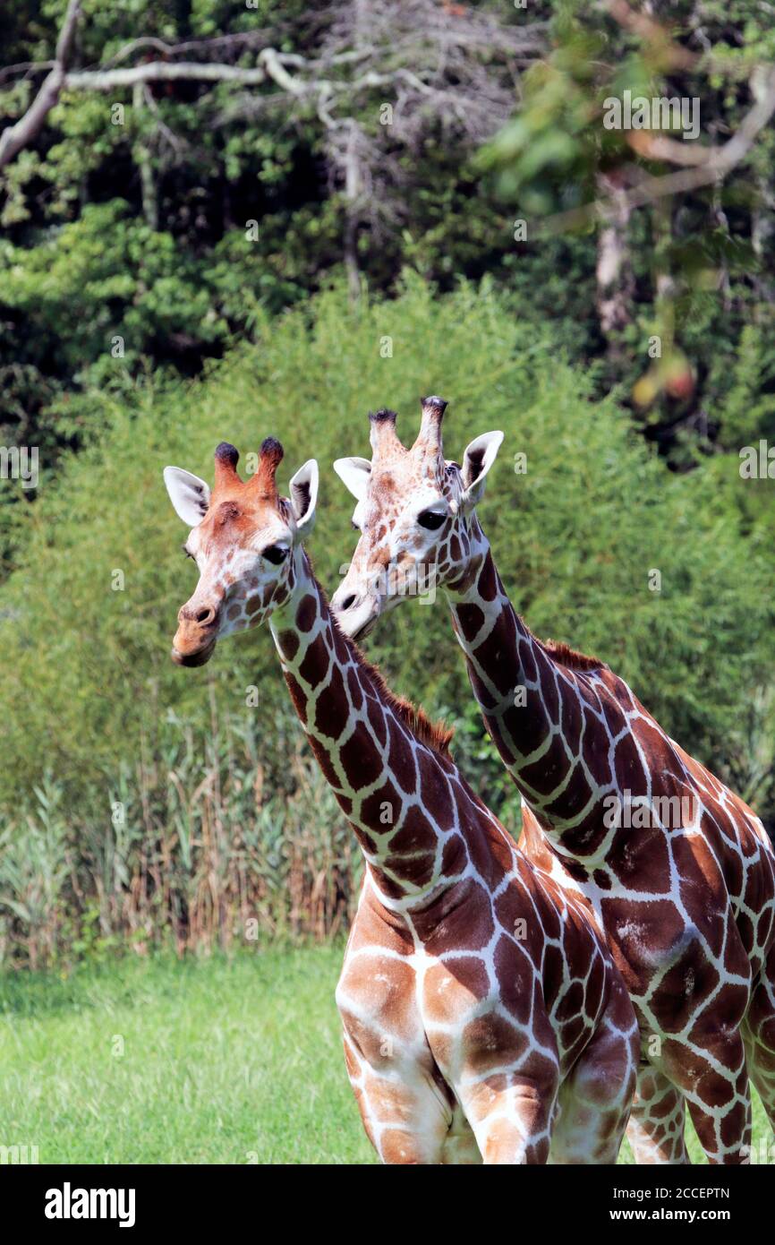Girafes réticulés, Giraffa camelopardalis reticulata, au zoo du comté de Cape May, palais de justice de Cape May, New Jersey, États-Unis Banque D'Images