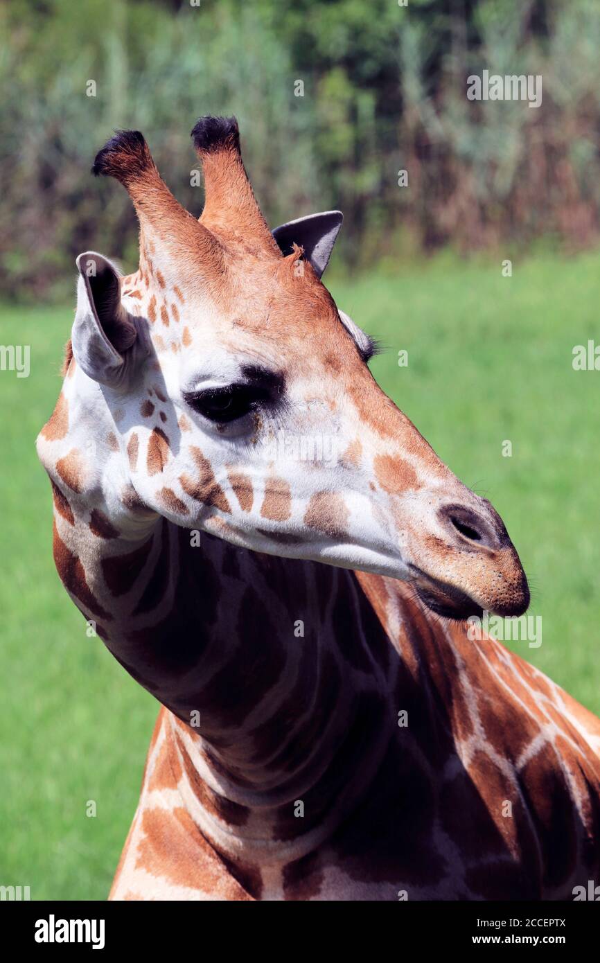Girafes réticulés, Giraffa camelopardalis reticulata, au zoo du comté de Cape May, palais de justice de Cape May, New Jersey, États-Unis Banque D'Images