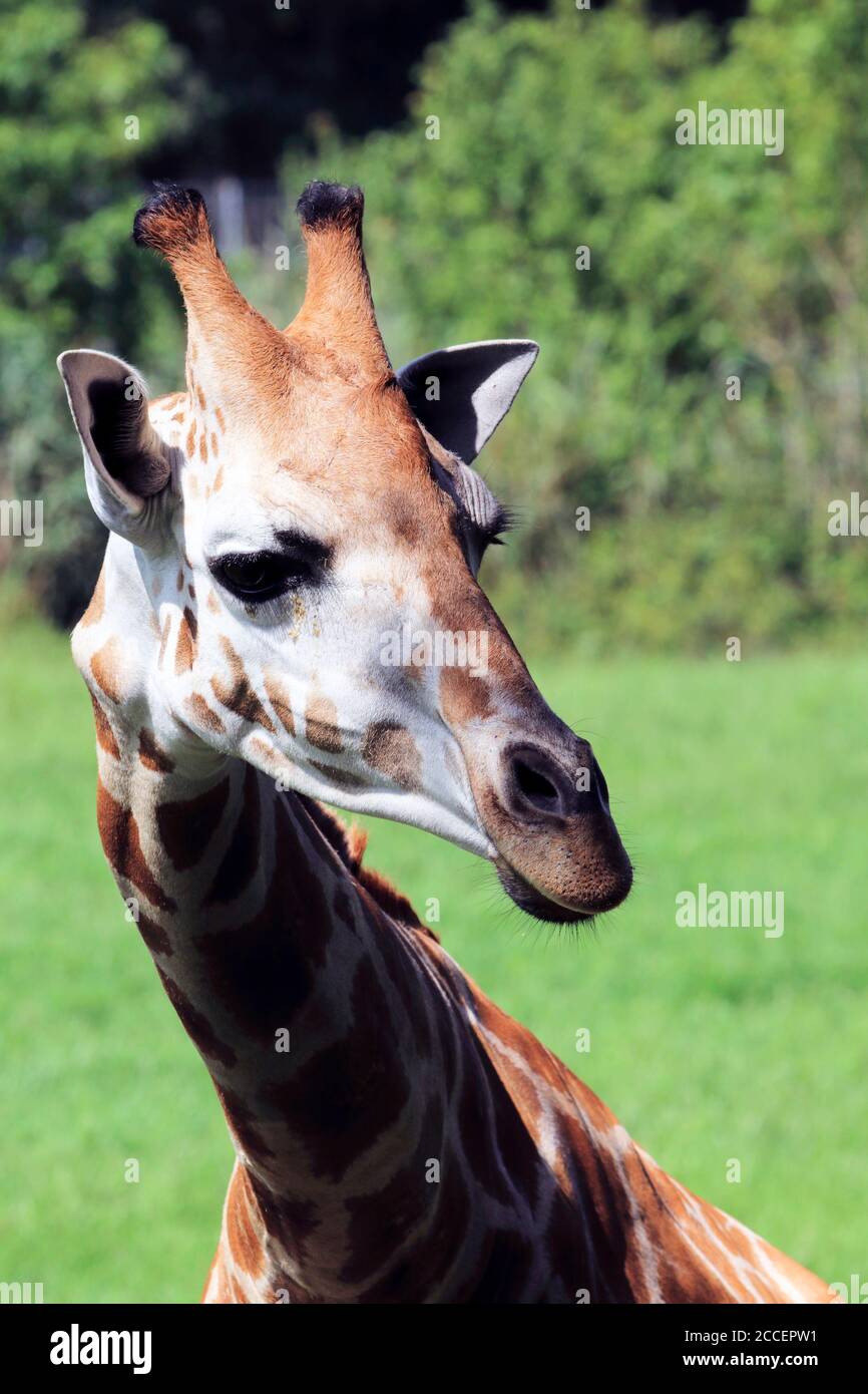 Girafes réticulés, Giraffa camelopardalis reticulata, au zoo du comté de Cape May, palais de justice de Cape May, New Jersey, États-Unis Banque D'Images