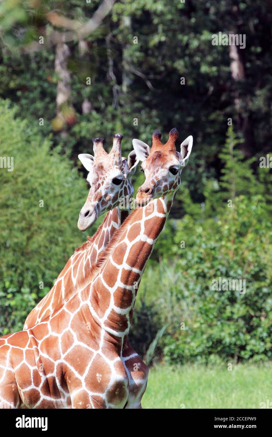 Girafes réticulés, Giraffa camelopardalis reticulata, au zoo du comté de Cape May, palais de justice de Cape May, New Jersey, États-Unis Banque D'Images