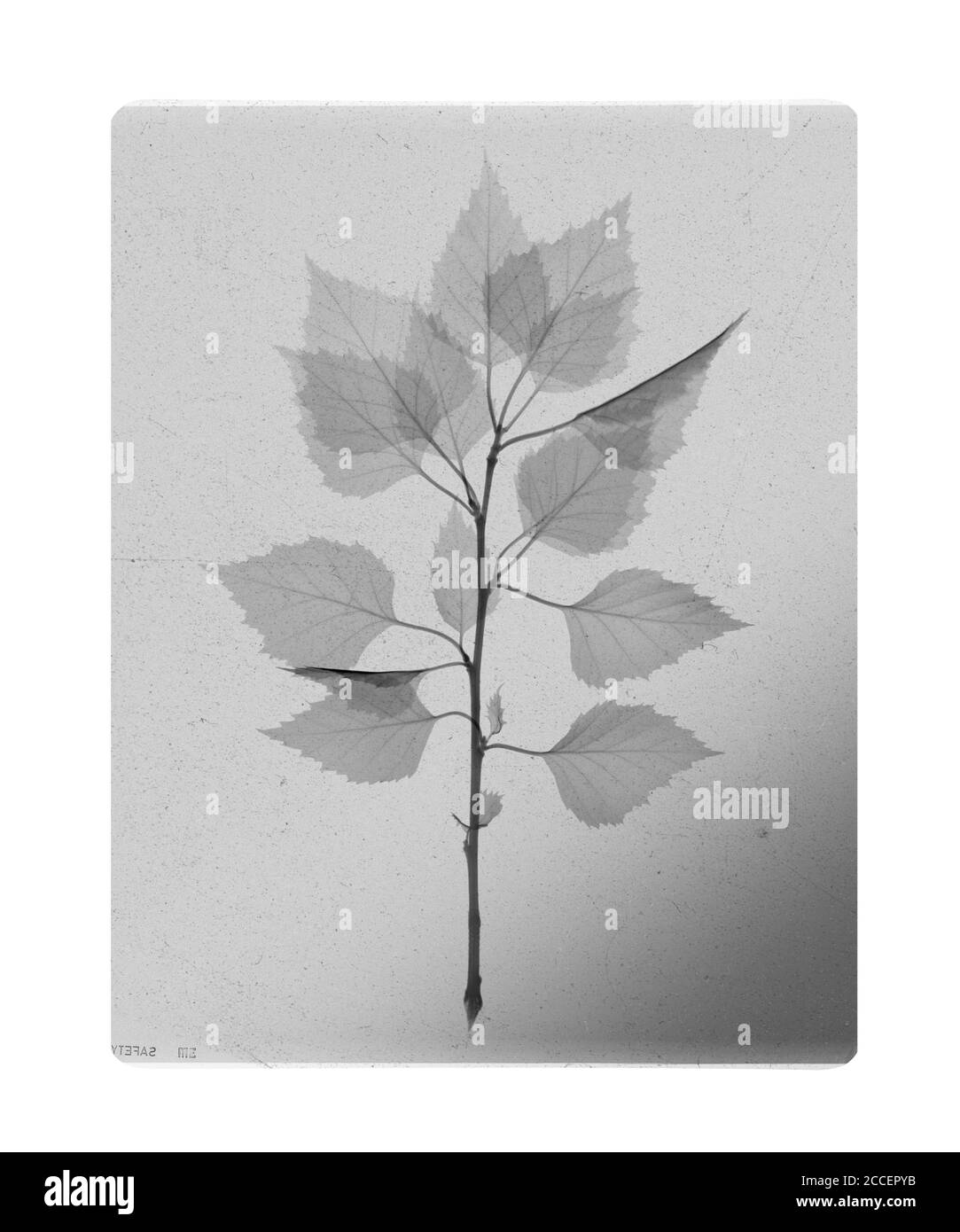 Feuilles de bouleau (Betula sp.), rayons X. Banque D'Images