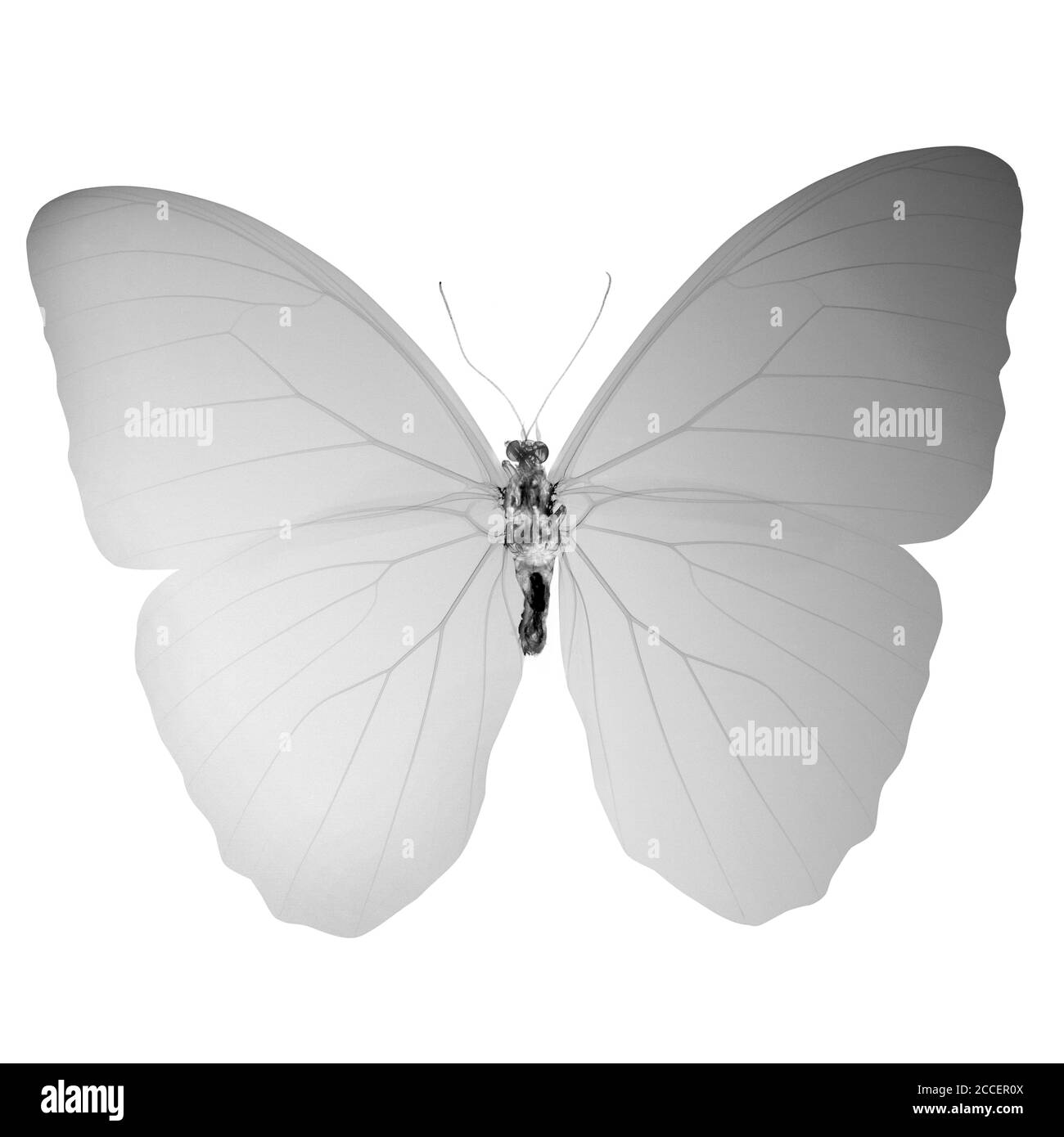 Papillon, rayons X. Banque D'Images