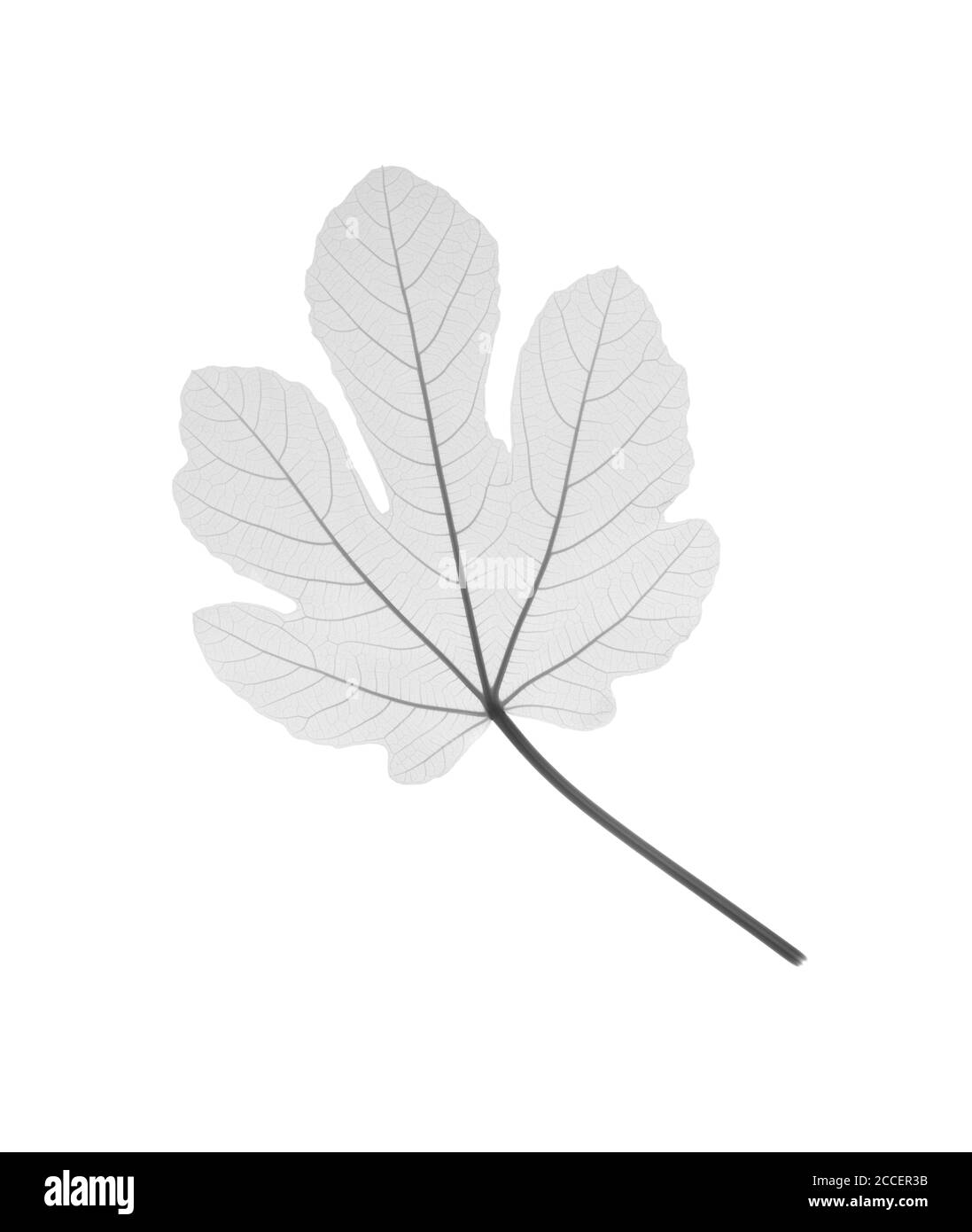 Fig. Feuille, rayons X. Banque D'Images
