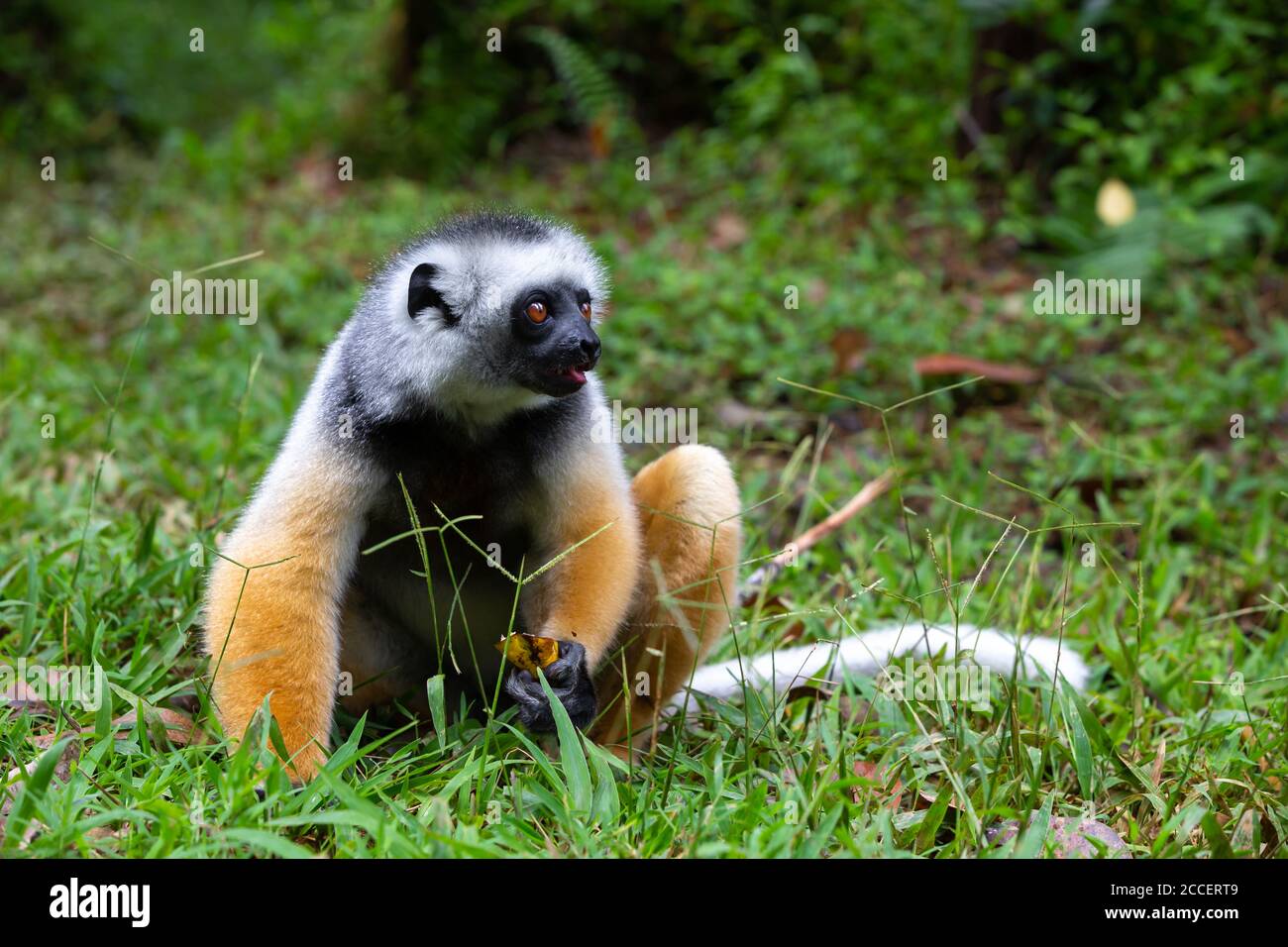On a diademed sifaka dans son environnement naturel dans la forêt tropicale de l'île de Madagascar Banque D'Images