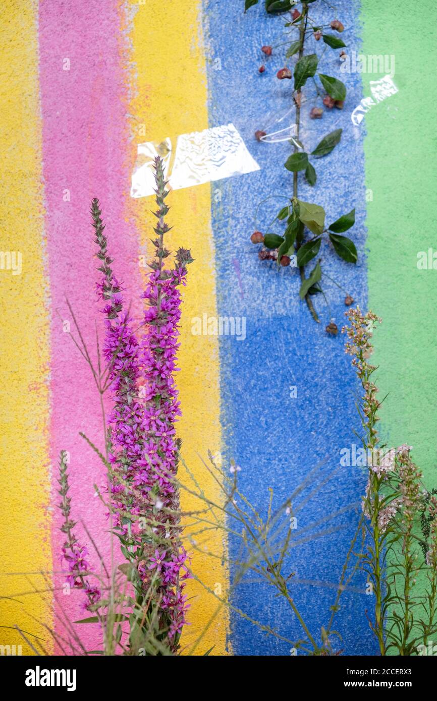 la plante à fleurs pourpre et une branche sont fixées à un mur à rayures colorées Banque D'Images