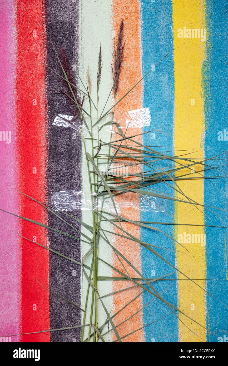 La lame d'herbe est fixée à un mur à rayures colorées Banque D'Images