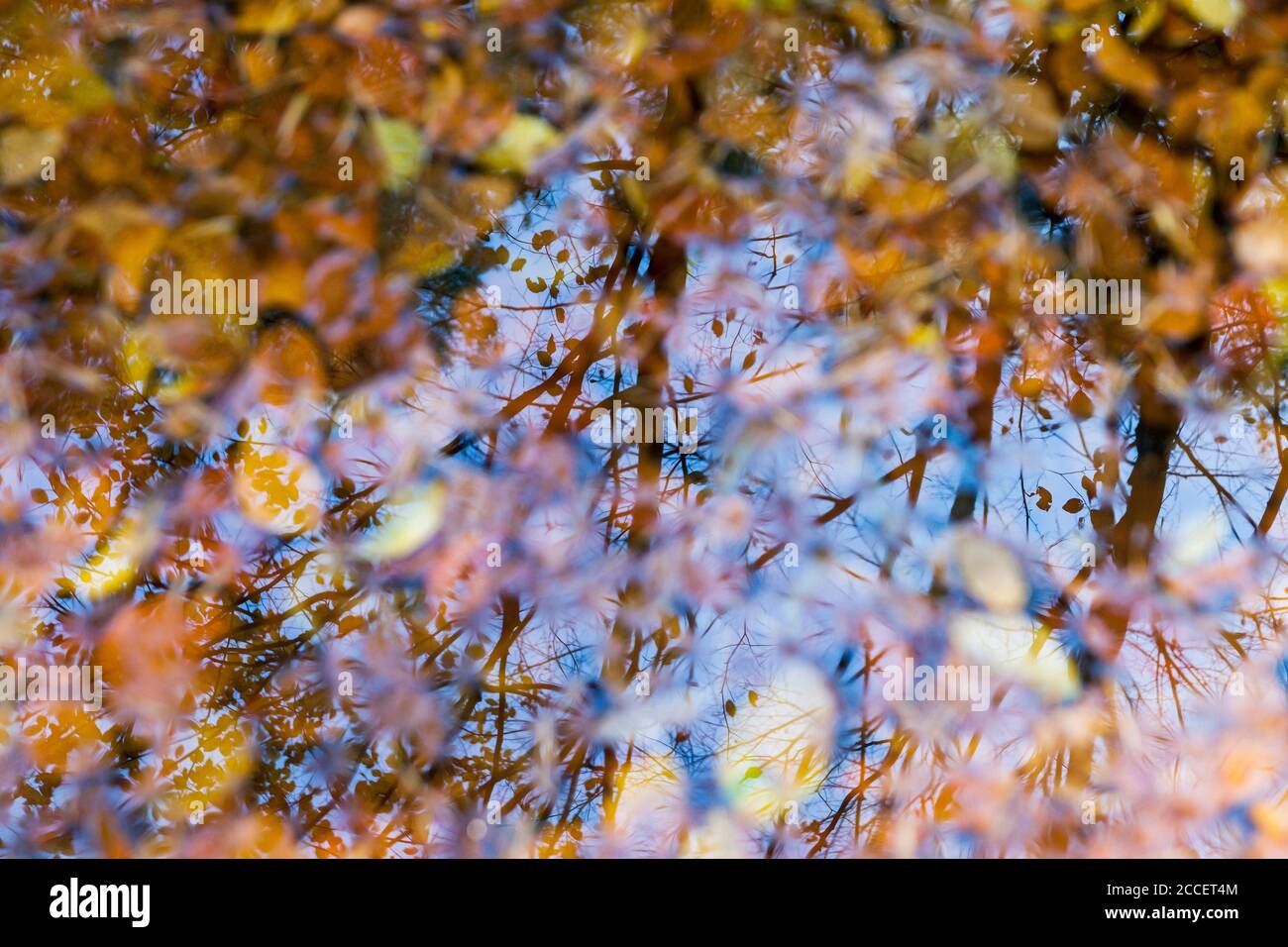 Automne, reflet, eau, feuilles, arbre Banque D'Images