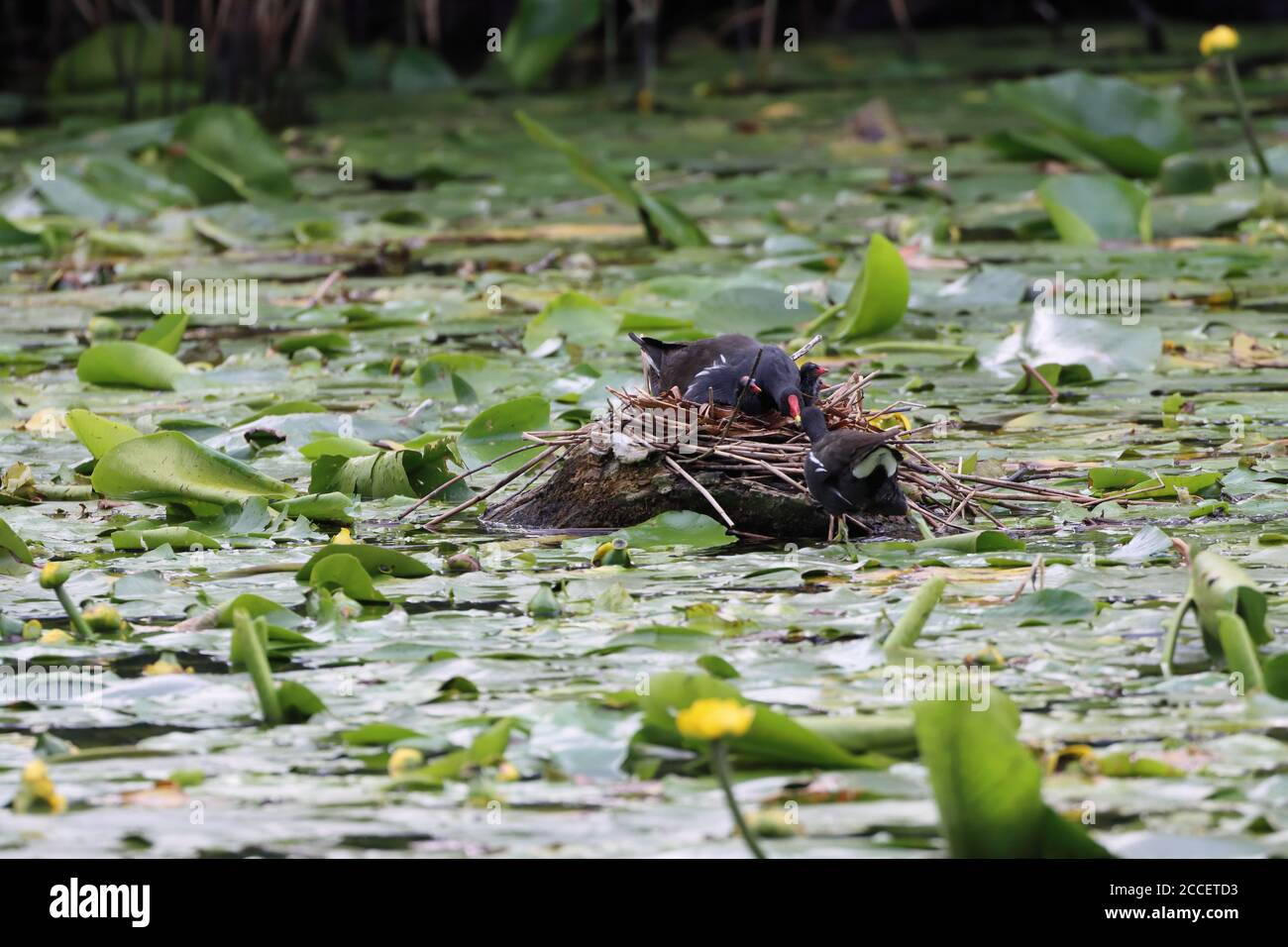 Les moorhens mâles et femelles nourrissent leurs poussins sur un étang avec des coussins de nénuphars. Comté de Durham, Angleterre, Royaume-Uni. Banque D'Images