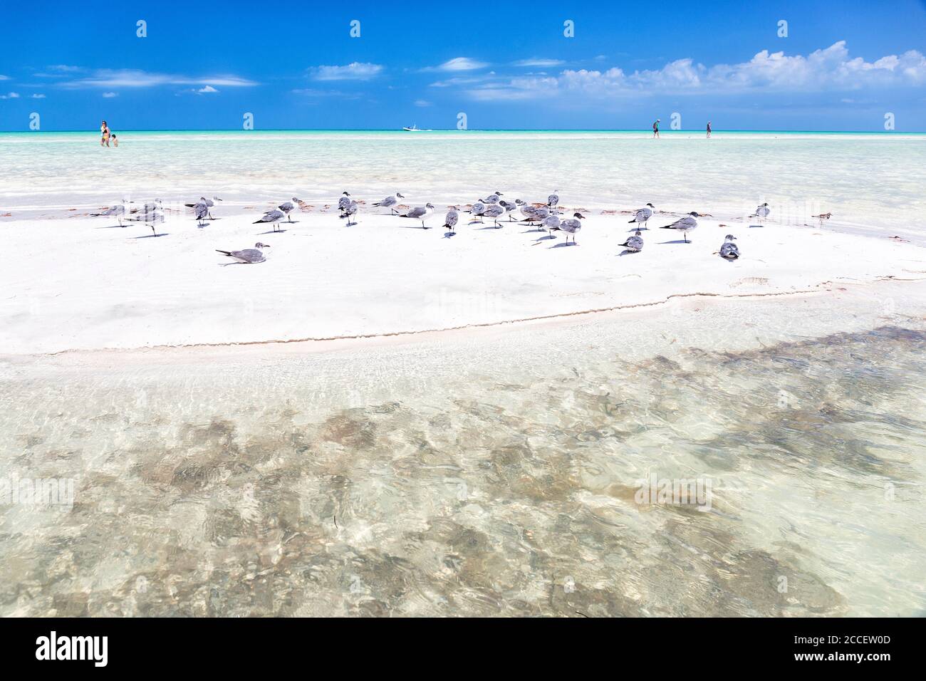 Des seagulls flis dans l'île de Holbox, Quintana Roo, péninsule du Yucatan, Mexique Banque D'Images