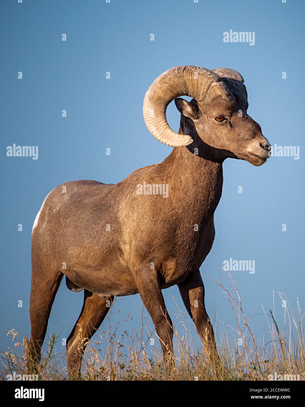 Majestueux Sheep de Bighorn Garde debout au-dessus de son territoire Banque D'Images