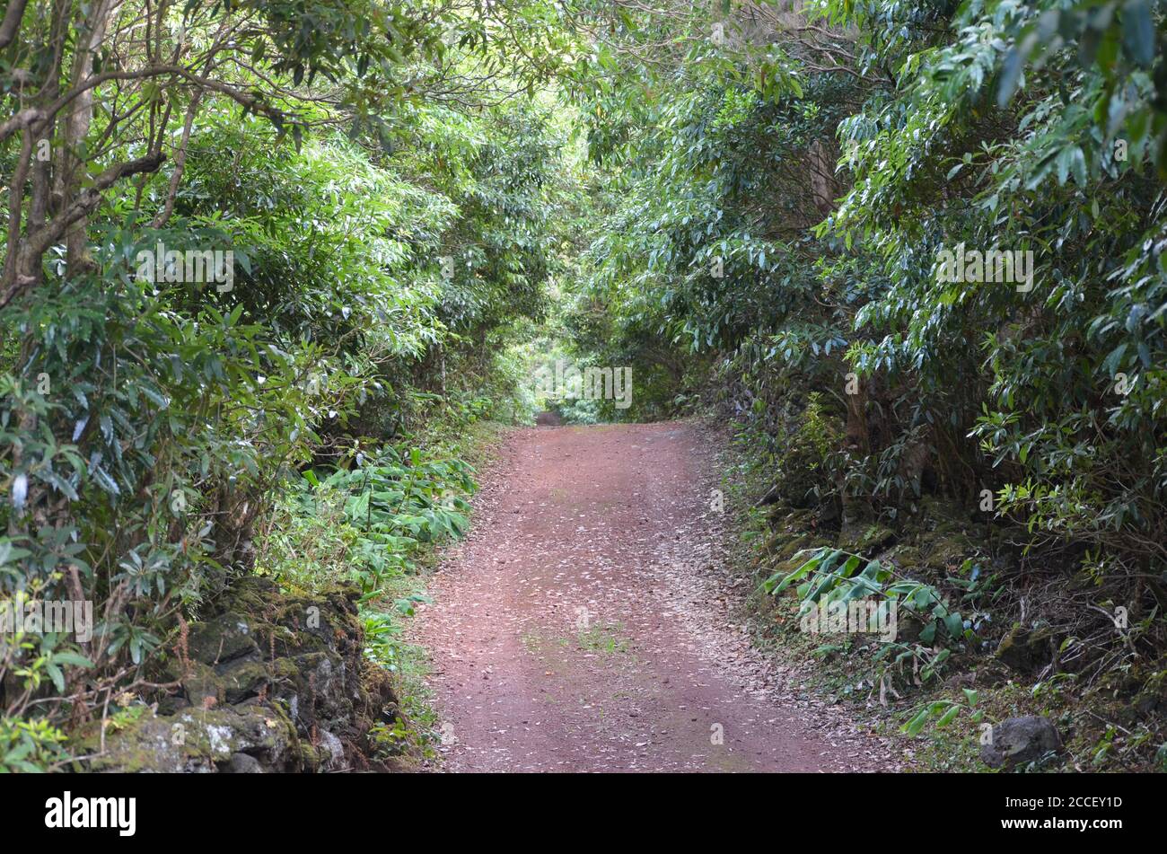 Forêt secondaire en croissance dans le biome laurisilva de l'île de Pico (Açores, Portugal), dominée par l'espèce très envahissante Pittosporum undulatum Banque D'Images