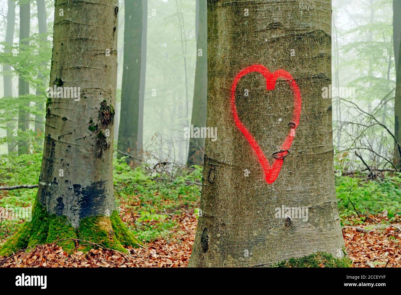 Coeur peint sur Buchenstamm, Kastel-Staadt, Rhénanie-Palatinat, Allemagne Banque D'Images