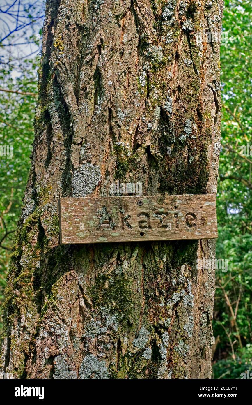 Acacia, Kastel-Staadt, Rhénanie-Palatinat, Allemagne Banque D'Images