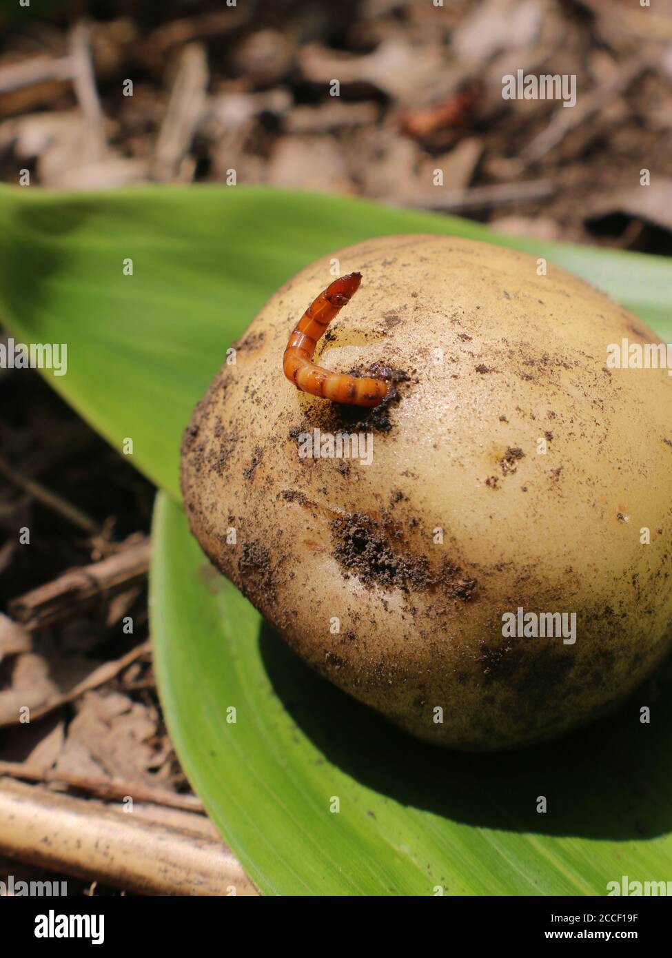 Un ver de câble a du mal à se libérer d'une poussière fraîche pomme de terre Banque D'Images