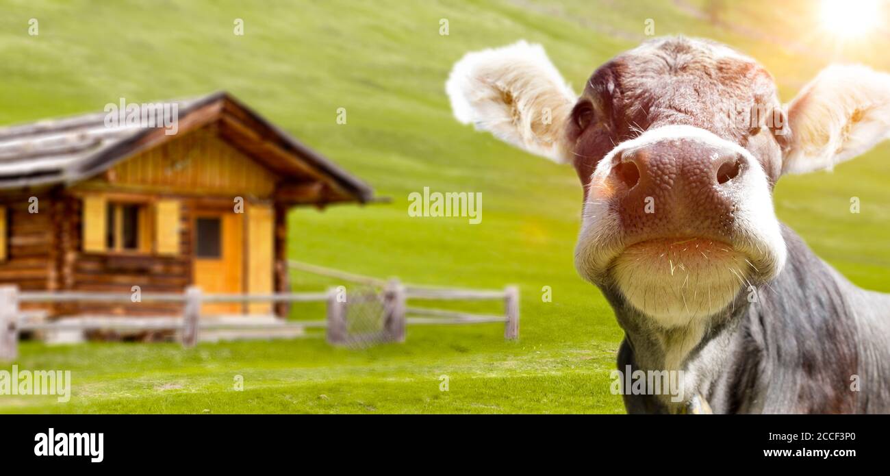 Jeune vache sur un pâturage alpin dans les Alpes Banque D'Images