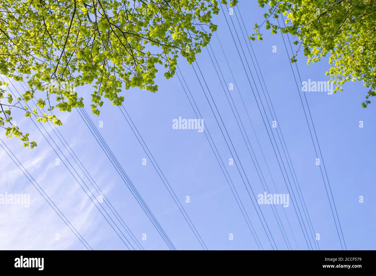 Lignes électriques provenant de lignes aériennes et de feuillage provenant d'un arbre au printemps Banque D'Images