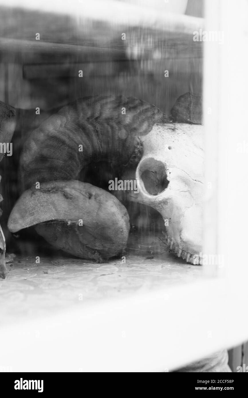 Des crânes d'animaux sont servis sous forme de buffet dans le jardin Banque D'Images