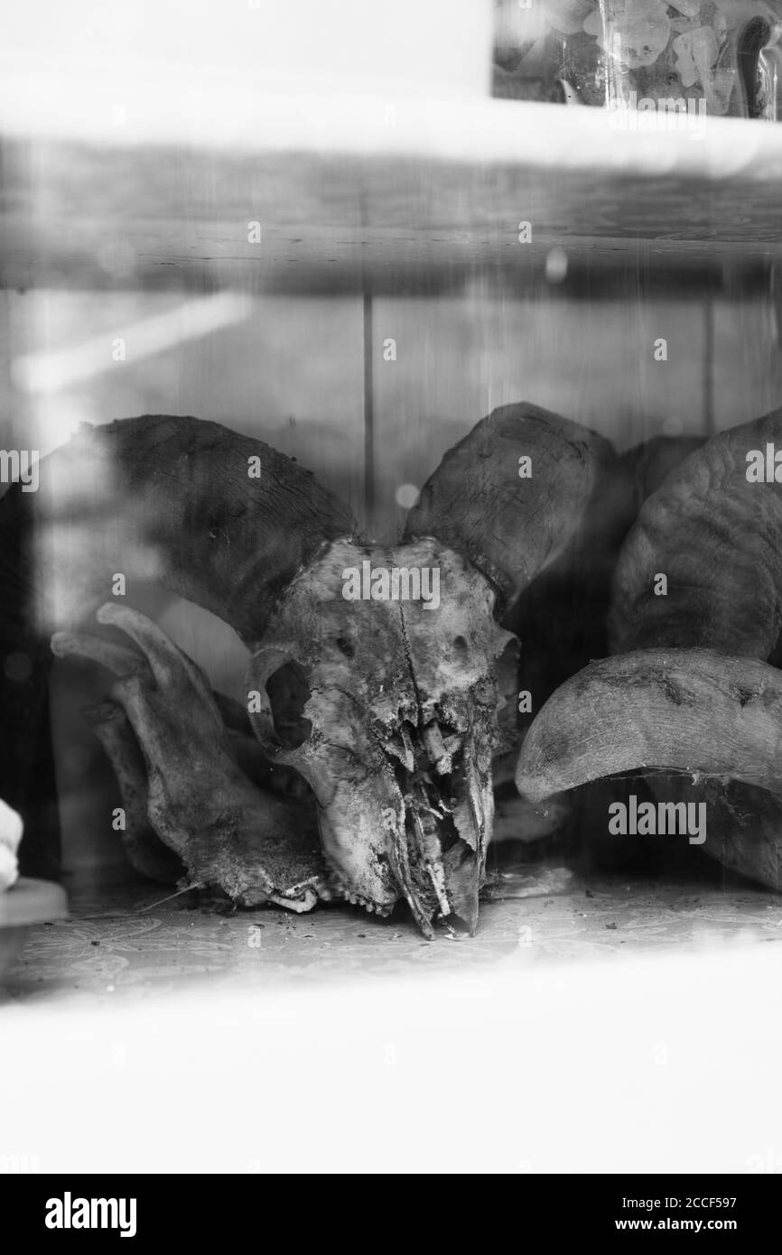Des crânes d'animaux sont servis sous forme de buffet dans le jardin Banque D'Images